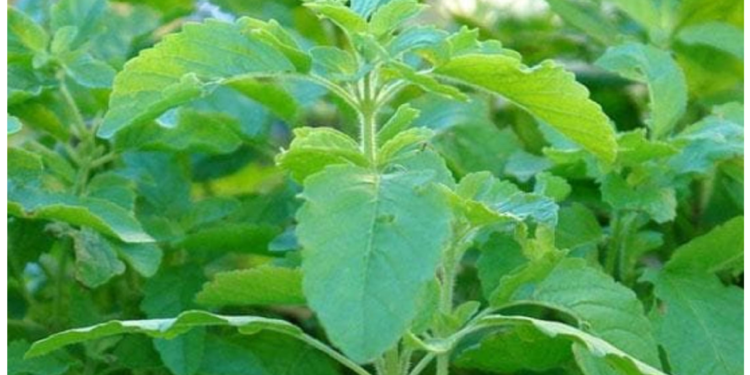 डायबिटीज के मरीजों के लिए मीठी तुलसी रामबाण इलाज, चाय में डालकर पिया तो दूर होगा शुगर