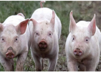 सूअरों में मानव किडनी विकसित करने में मिली सफलता, चिकित्सा क्षेत्र में चीनी वैज्ञानिकों का कमाल