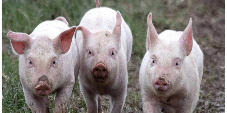 सूअरों में मानव किडनी विकसित करने में मिली सफलता, चिकित्सा क्षेत्र में चीनी वैज्ञानिकों का कमाल