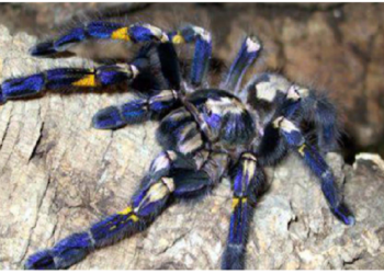 दुनिया में पहली बार मिली नीले रंग की टैरेंटुला मकड़ी, थाईलैंड के बांस के जंगलों में मिली