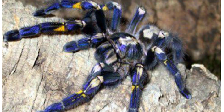 दुनिया में पहली बार मिली नीले रंग की टैरेंटुला मकड़ी, थाईलैंड के बांस के जंगलों में मिली