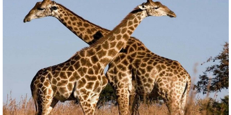 जिराफ का मल ‎डिब्बे में भरकर लाने वाली महिला को कस्टम ने रोका