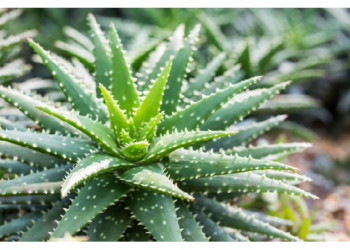 एलोवेरा का ये फायदा नहीं जानते होंगे आप