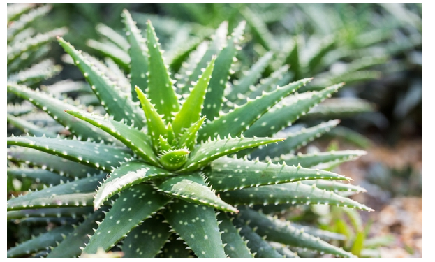 एलोवेरा का ये फायदा नहीं जानते होंगे आप