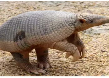 जानवर भी होते है बुलेट प्रूफ, जानिए कौन सा जानवर होता है बुलेट प्रुफ