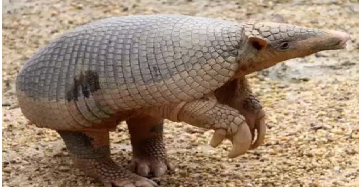 जानवर भी होते है बुलेट प्रूफ, जानिए कौन सा जानवर होता है बुलेट प्रुफ