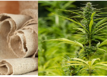 भांग के पौधों से बनेंगे इको फ्रेंडली वस्त्र