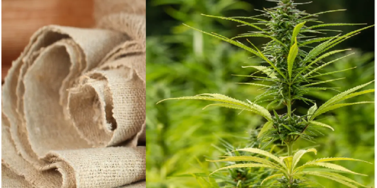 भांग के पौधों से बनेंगे इको फ्रेंडली वस्त्र