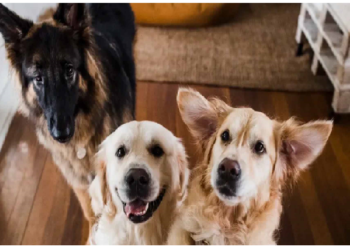 एक ऐसा देश में रहते हैं कुल 38 नागरिक, इनमें 3 कुत्ते भी शामिल, देश का है अपना झंडा, बैंक और मुद्रा भी!