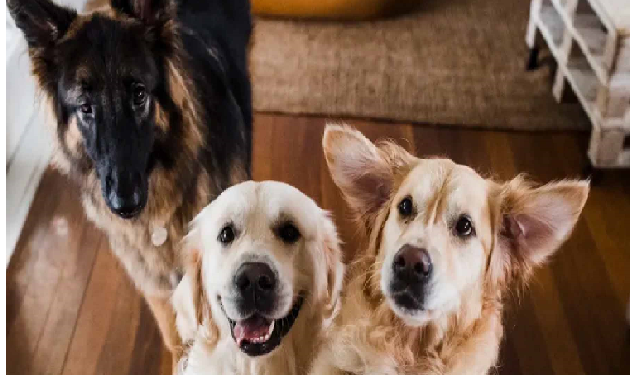 एक ऐसा देश में रहते हैं कुल 38 नागरिक, इनमें 3 कुत्ते भी शामिल, देश का है अपना झंडा, बैंक और मुद्रा भी!