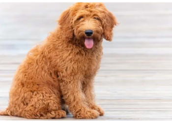 करोड़पति कुत्ता, ‎फिर भी लगातार कमाई करने में व्यस्त