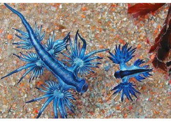 समुद्री तट पर ‎दिखे ‘जहरीले ड्रैगन’! छूने से पड़ जाते हैं छाले