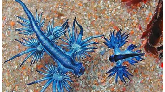 समुद्री तट पर ‎दिखे ‘जहरीले ड्रैगन’! छूने से पड़ जाते हैं छाले