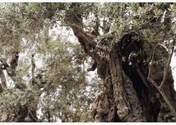 16 जैतून के पेड़ों को लोग मानते है जीवित चमत्कार, बाइबल से है बड़ा कनेक्शन