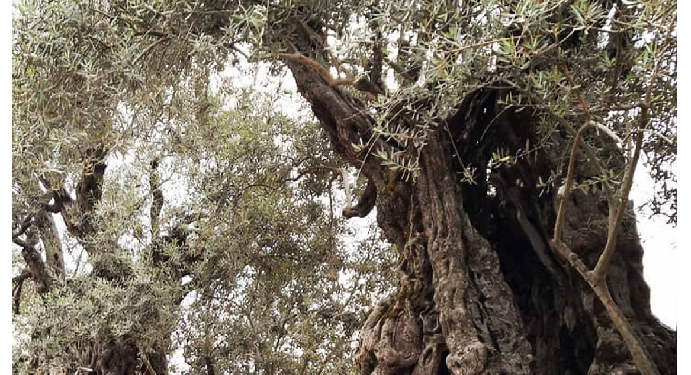 16 जैतून के पेड़ों को लोग मानते है जीवित चमत्कार, बाइबल से है बड़ा कनेक्शन