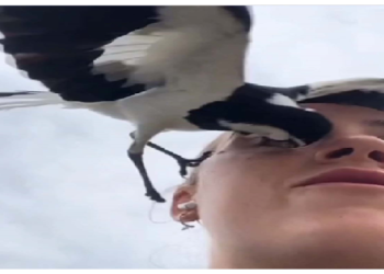 नीलकंठ नामक पक्षी से बचकर रहना, भाग जाता है आंख निकाल कर