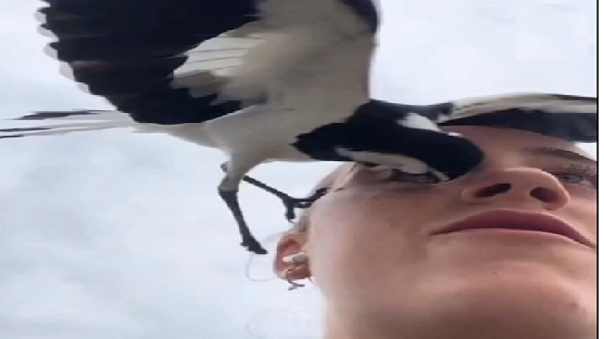 नीलकंठ नामक पक्षी से बचकर रहना, भाग जाता है आंख निकाल कर