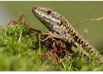 मायावी छिपकली को देखकर हैरान हो गए साइंटिस्‍ट, मेक्सिकों में 60 फीट ऊपर हवा में लटकी हुई मिली