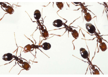 चीटियां खुद को लगी चोट को कर लेती खुद ही ठीक, ये है वजह