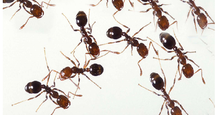 चीटियां खुद को लगी चोट को कर लेती खुद ही ठीक, ये है वजह