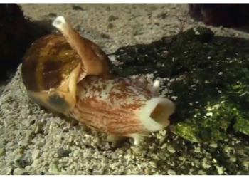 दुनिया का सबसे जहरीला जीव होता है घोंघा, इसके जहर को काटने का कोई तरीका नहीं