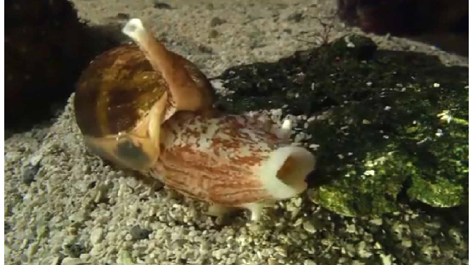 दुनिया का सबसे जहरीला जीव होता है घोंघा, इसके जहर को काटने का कोई तरीका नहीं