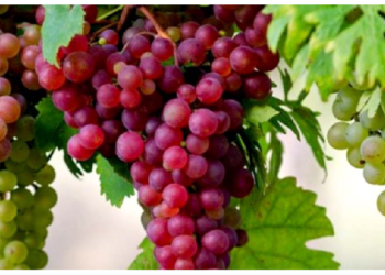 अंगूर का ये फायदा नहीं जानते होंगे आप, अभी जाने