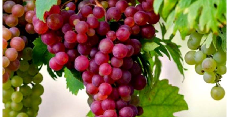 अंगूर का ये फायदा नहीं जानते होंगे आप, अभी जाने