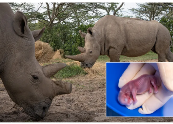 आईवीएफ तकनीकी से पहली बार मादा गैंडे को गर्भ धारण