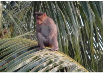 ताड़ के पेड़ वाले इलाके तेजी से मरने लगे बंदरों के बच्चे, कारण खोजा तो वैज्ञानिकों के उड़े होश