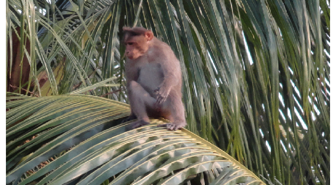 ताड़ के पेड़ वाले इलाके तेजी से मरने लगे बंदरों के बच्चे, कारण खोजा तो वैज्ञानिकों के उड़े होश