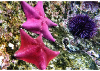 कई खूबियों वाला होता समुद्री जीव स्टारफिश