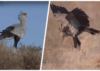 सेक्रेटरी बर्ड है दुनिया का सबसे लंबा रैप्टर पक्षी, सांपों का शिकार करने में होता है माहिर