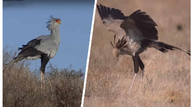 सेक्रेटरी बर्ड है दुनिया का सबसे लंबा रैप्टर पक्षी, सांपों का शिकार करने में होता है माहिर