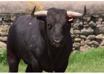 सांड पर अध्ययन से निकलेगा पुरुष नपुंसकता का हल, अध्ययन में मिले चौंकाने वाले नतीजे