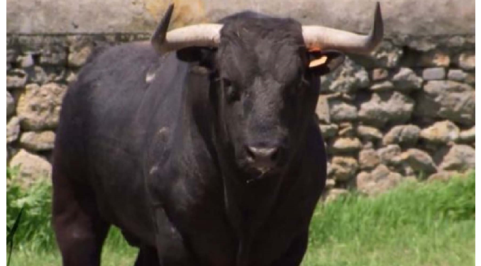 सांड पर अध्ययन से निकलेगा पुरुष नपुंसकता का हल, अध्ययन में मिले चौंकाने वाले नतीजे