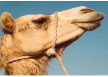 सांप के जहर को भी काट देता है ऊंट का आंसू, ‎रिसर्च में चला पता