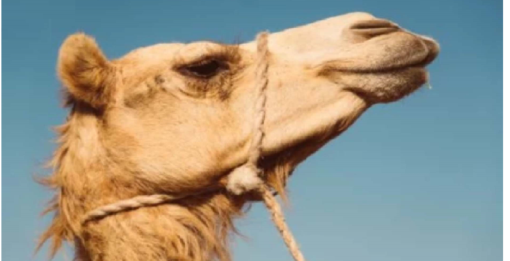 सांप के जहर को भी काट देता है ऊंट का आंसू, ‎रिसर्च में चला पता