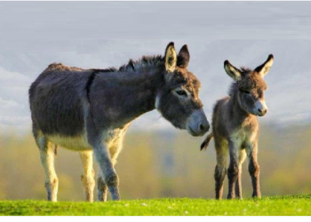 चीन में बेरहमी के साथ मारे जा रहे हैं गधे