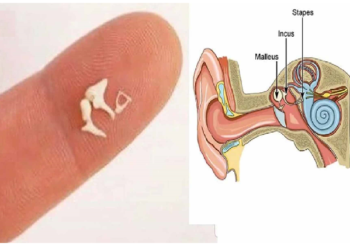 शरीर की सबसे छोटी हड्डी डैमेज हुई तो जिंदगीभर की मुसीबत