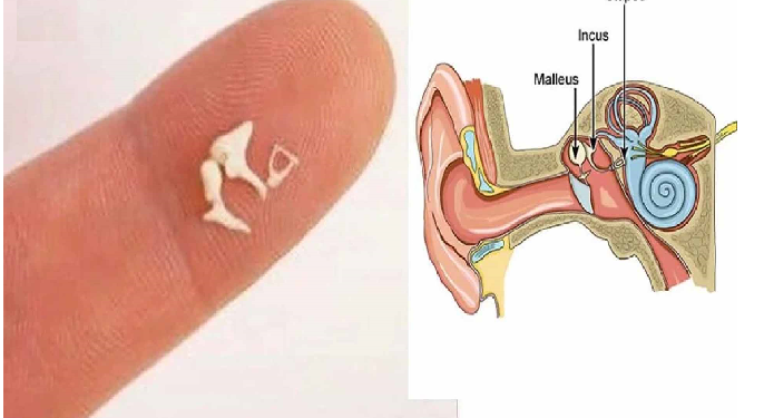 शरीर की सबसे छोटी हड्डी डैमेज हुई तो जिंदगीभर की मुसीबत