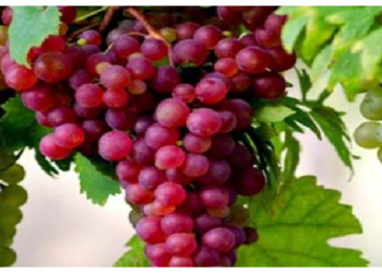 अवसाद से बचना है तो खायें ये फल