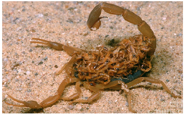 पैदा होते ही अपनी मां को खा जाता है यह जीव