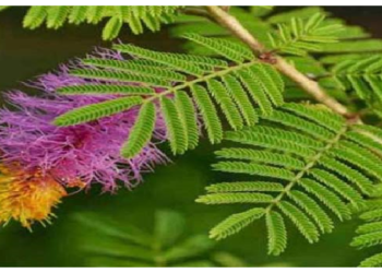 घर में सौभाग्य के लिए लगाये शमी का पेड़