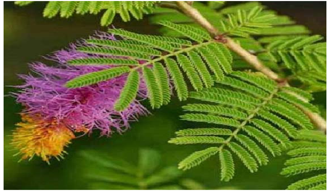 घर में सौभाग्य के लिए लगाये शमी का पेड़