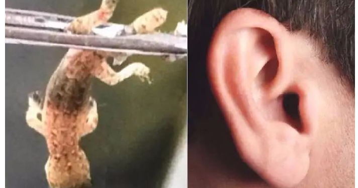 चीन में एक व्यक्ति के कान में मिली जिंदा छिपकली