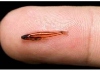 नाखून के बराबर की मछली, बंदूक की गोली से भी तेज आवाज निकालती है मछली