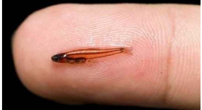 नाखून के बराबर की मछली, बंदूक की गोली से भी तेज आवाज निकालती है मछली