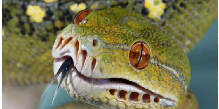 ऐसा देश जहां सांप के काटने से नहीं होती किसी की मौत, आयरलैंड में कभी था ही नहीं सांपों का अस्तित्व