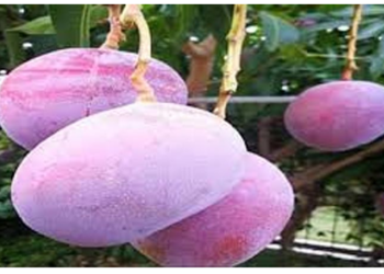 300000 लाख रुपये किलो मिलता है ये आम….जानिए कहां होता है पैदा